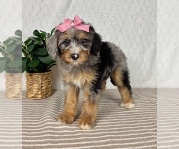 Medium Photo #6 Bernedoodle (Miniature) Puppy For Sale in GREENFIELD, IN, USA