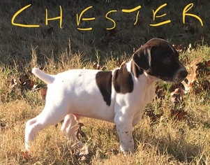 German Shorthaired Pointer Puppy for sale in SAN ANTONIO, TX, USA