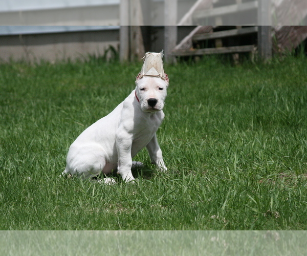 Medium Photo #4 Dogo Argentino Puppy For Sale in BRUCE, WI, USA