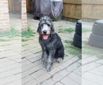 Small #4 Labradoodle