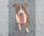 Small American Staffordshire Terrier-Pointer Mix