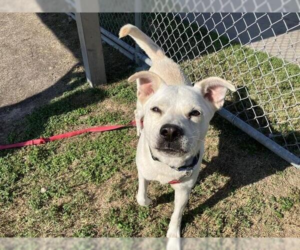 Medium Photo #2 Huskies -Labrador Retriever Mix Puppy For Sale in Corpus Christi, TX, USA