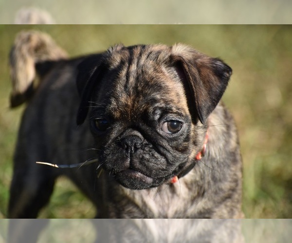 Medium Photo #1 Pug Puppy For Sale in PALM COAST, FL, USA