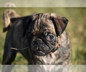 Pug Puppy for sale in PALM COAST, FL, USA