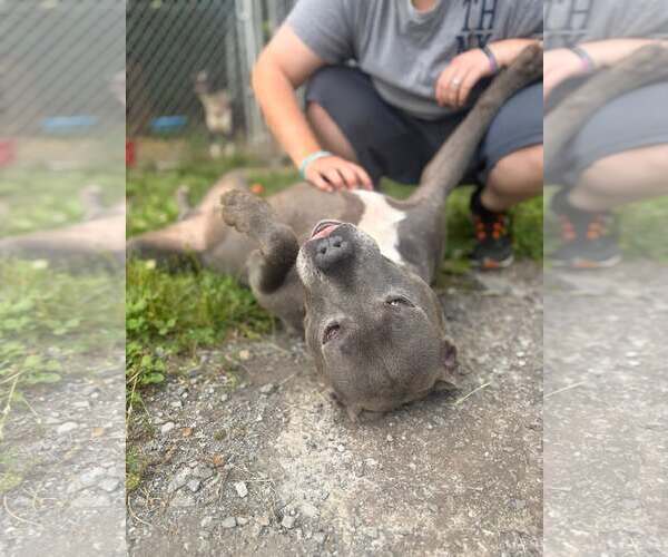 Medium Photo #3 Mutt Puppy For Sale in Hinton, WV, USA