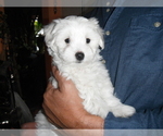 Small Photo #6 Coton de Tulear Puppy For Sale in COLUMBIA, MO, USA
