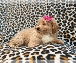 Small Photo #14 Bichpoo Puppy For Sale in LAKELAND, FL, USA