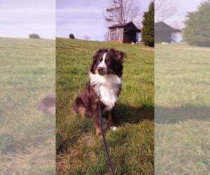 Father of the Miniature Australian Shepherd puppies born on 12/30/2022