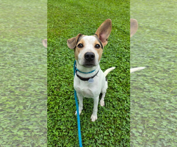 Medium Photo #1 Mutt Puppy For Sale in Rockaway, NJ, USA