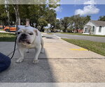 Small #9 Bulldog