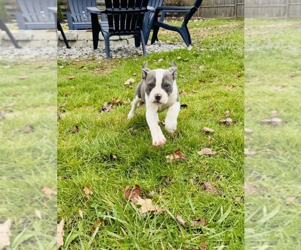 Medium Photo #2 American Bulldog Puppy For Sale in COLUMBIA, KY, USA
