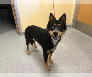 Medium Australian Kelpie
