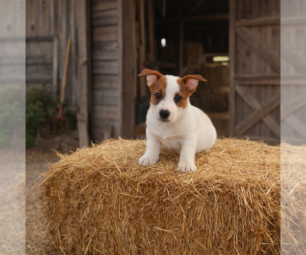 Medium Photo #1 Jack Russell Terrier Puppy For Sale in SPOTSYLVANIA, VA, USA