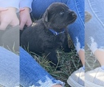 Small Photo #23 German Shepherd Dog Puppy For Sale in AURORA, SD, USA