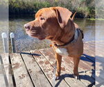 Small Photo #3 American Bulldog-American Staffordshire Terrier Mix Puppy For Sale in Minneapolis, MN, USA