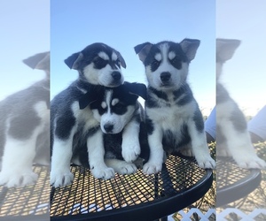 Siberian Husky Puppy for sale in SAN ANTONIO, TX, USA