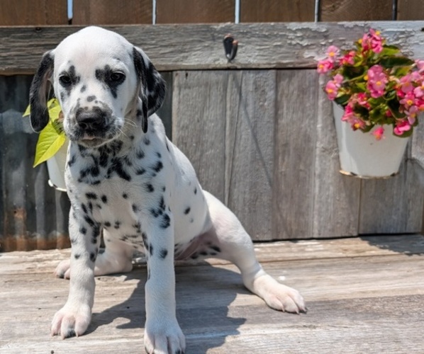 Medium Photo #44 Dalmatian Puppy For Sale in GOSHEN, IN, USA