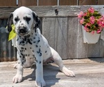 Puppy Kyra Dalmatian