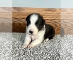 Small #1 Australian Shepherd