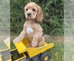 Small #3 Cocker Spaniel