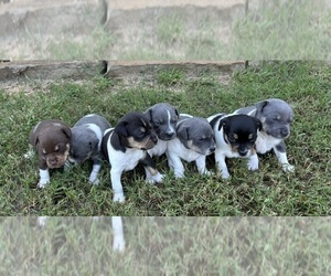 Rat Terrier Puppy for sale in EDGEWOOD, TX, USA