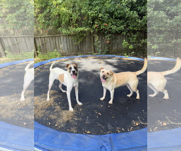 Medium Photo #2 Labrador Retriever-Unknown Mix Puppy For Sale in Jackson, MS, USA