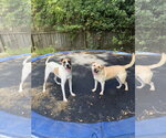 Small #1 Labrador Retriever Mix