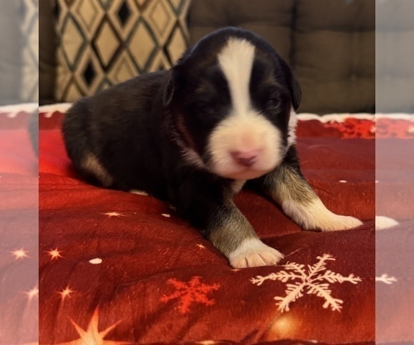 Medium Photo #90 Australian Shepherd Puppy For Sale in SALISBURY, NC, USA