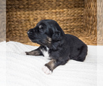 Small Photo #5 Australian Shepherd Puppy For Sale in UNIONVILLE, IA, USA