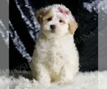 Puppy Pumpkin F1 Maltipoo