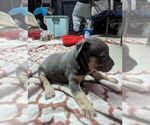 Small #6 American Bully