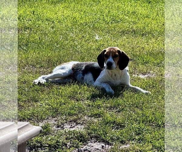 Medium Photo #7 Beagle Puppy For Sale in Valrico, FL, USA