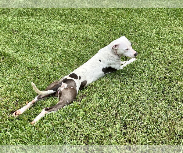 Medium Photo #5 Staffordshire Bull Terrier-Unknown Mix Puppy For Sale in The Woodlands, TX, USA