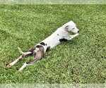 Small #4 Staffordshire Bull Terrier Mix