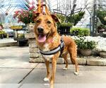 Small #1 Australian Shepherd Mix