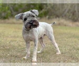 Mutt Dogs for adoption in PIPE CREEK, TX, USA