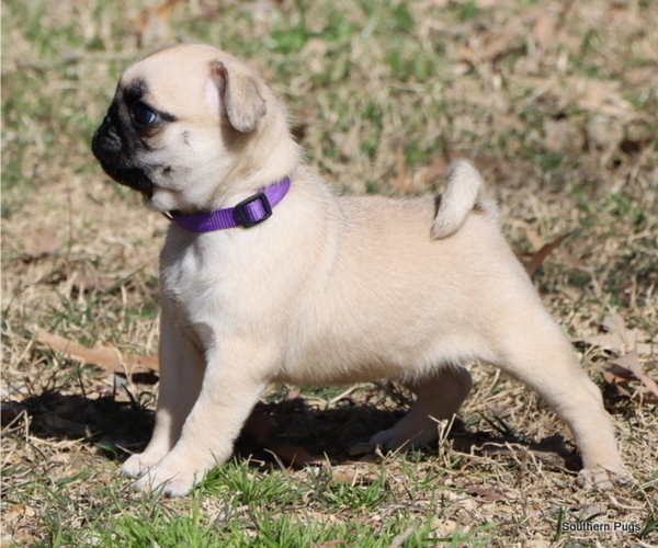 Medium Photo #26 Pug Puppy For Sale in WINNSBORO, TX, USA