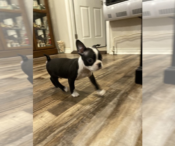 Medium Photo #10 Boston Terrier Puppy For Sale in FREDONIA, KS, USA