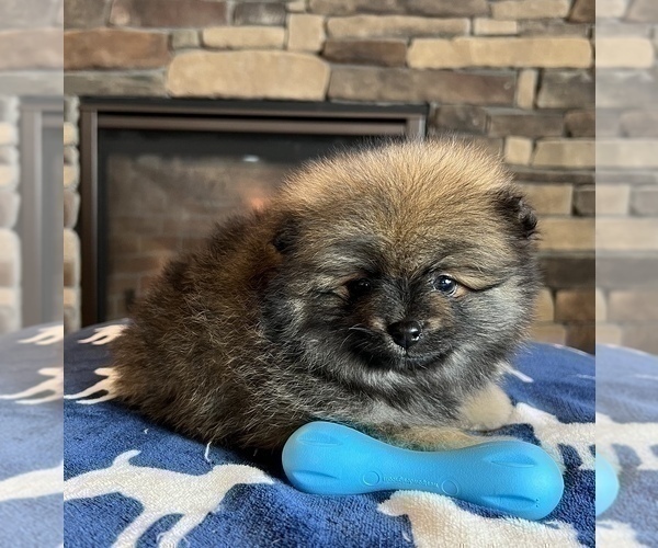 Medium Photo #3 Pomeranian Puppy For Sale in NOBLESVILLE, IN, USA