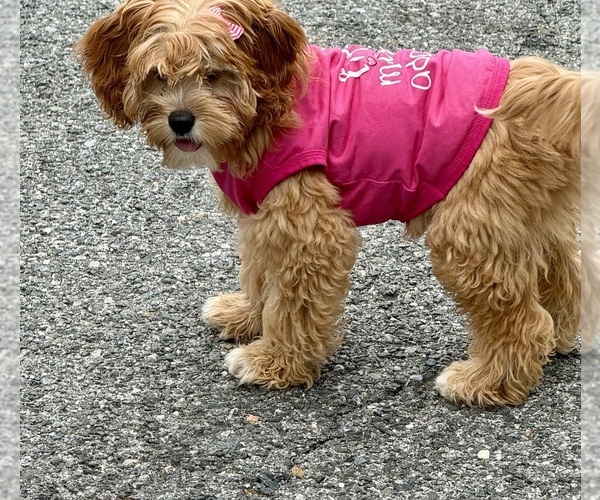 Medium Photo #4 Cock-A-Poo Puppy For Sale in WHITE PLAINS, MD, USA