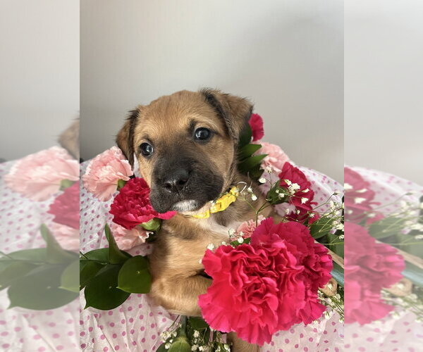 Medium Photo #1 Holland Shepherd-Unknown Mix Puppy For Sale in Imlay City, MI, USA
