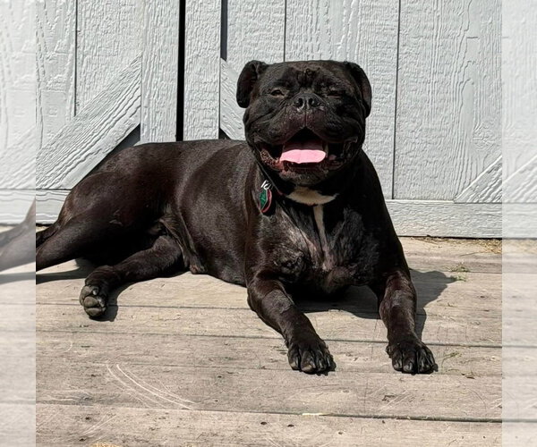 Medium Photo #2 Bulloxer Puppy For Sale in Clarkston, MI, USA