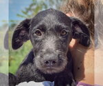 Small Irish Wolfhound Mix