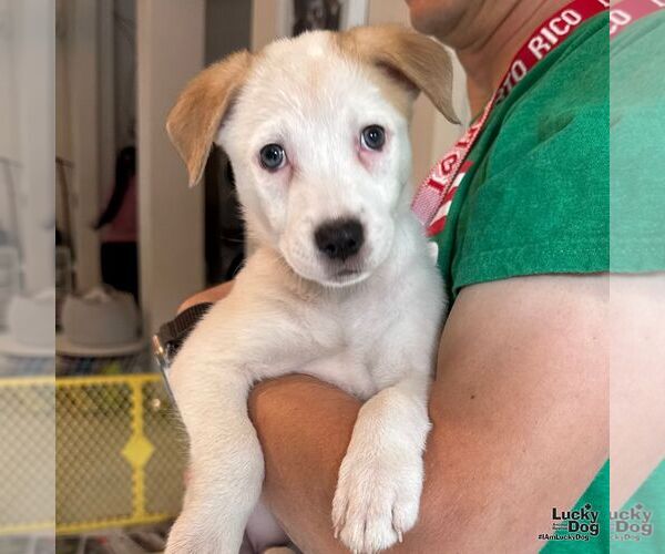 Medium Photo #1 Labrador Retriever-Unknown Mix Puppy For Sale in Washington, DC, USA