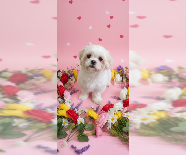 Medium Photo #1 Shih Tzu Puppy For Sale in Weston, FL, USA