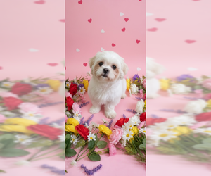 Shih Tzu Dogs for adoption in Weston, FL, USA