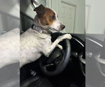 Small #19 Jack Russell Terrier-Whippet Mix