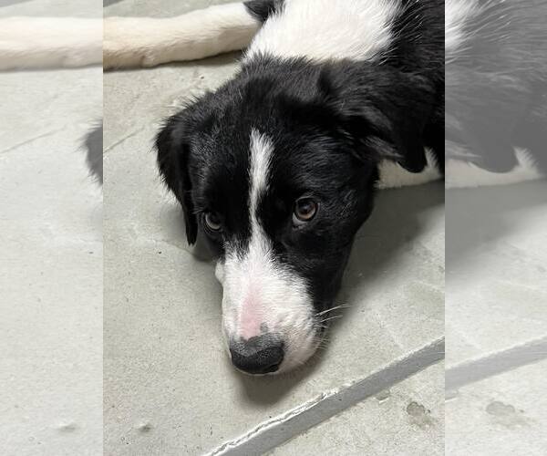 Medium Photo #7 Border Collie Puppy For Sale in Highland, IL, USA
