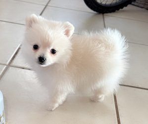 Pomeranian Puppy for Sale in ALBUQUERQUE, New Mexico USA