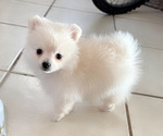 Small Photo #1 Pomeranian Puppy For Sale in ALBUQUERQUE, NM, USA